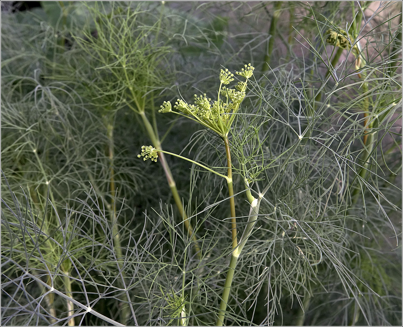 Image of Anethum graveolens specimen.