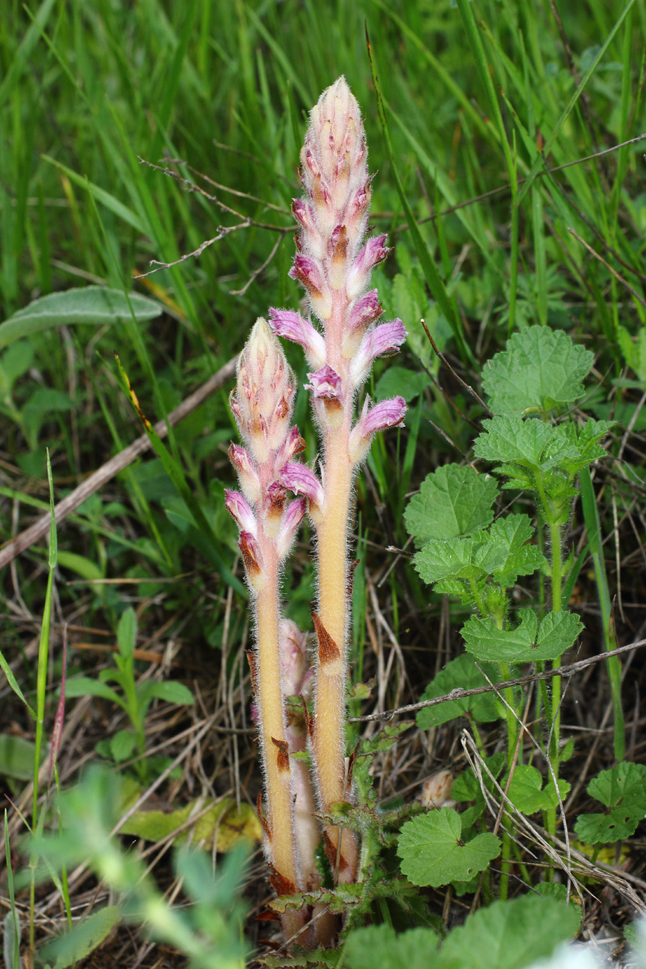 Изображение особи Orobanche pubescens.