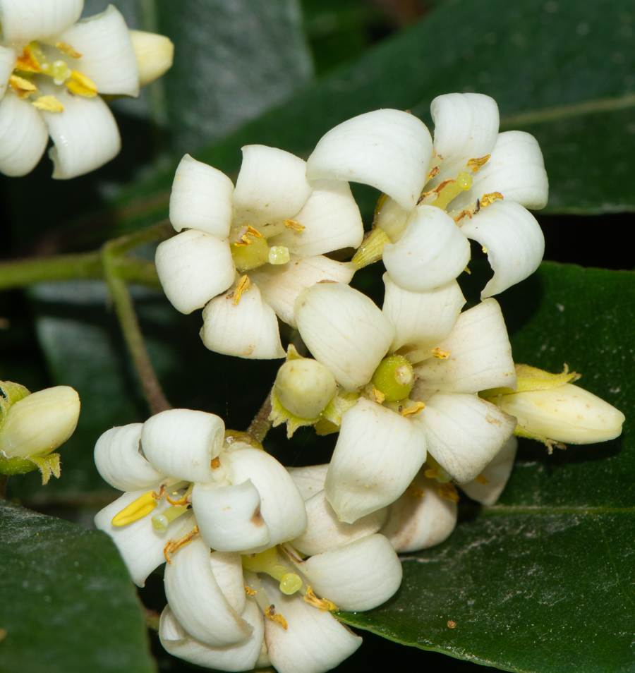 Image of Pittosporum undulatum specimen.