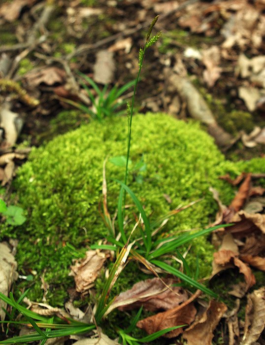 Image of genus Carex specimen.