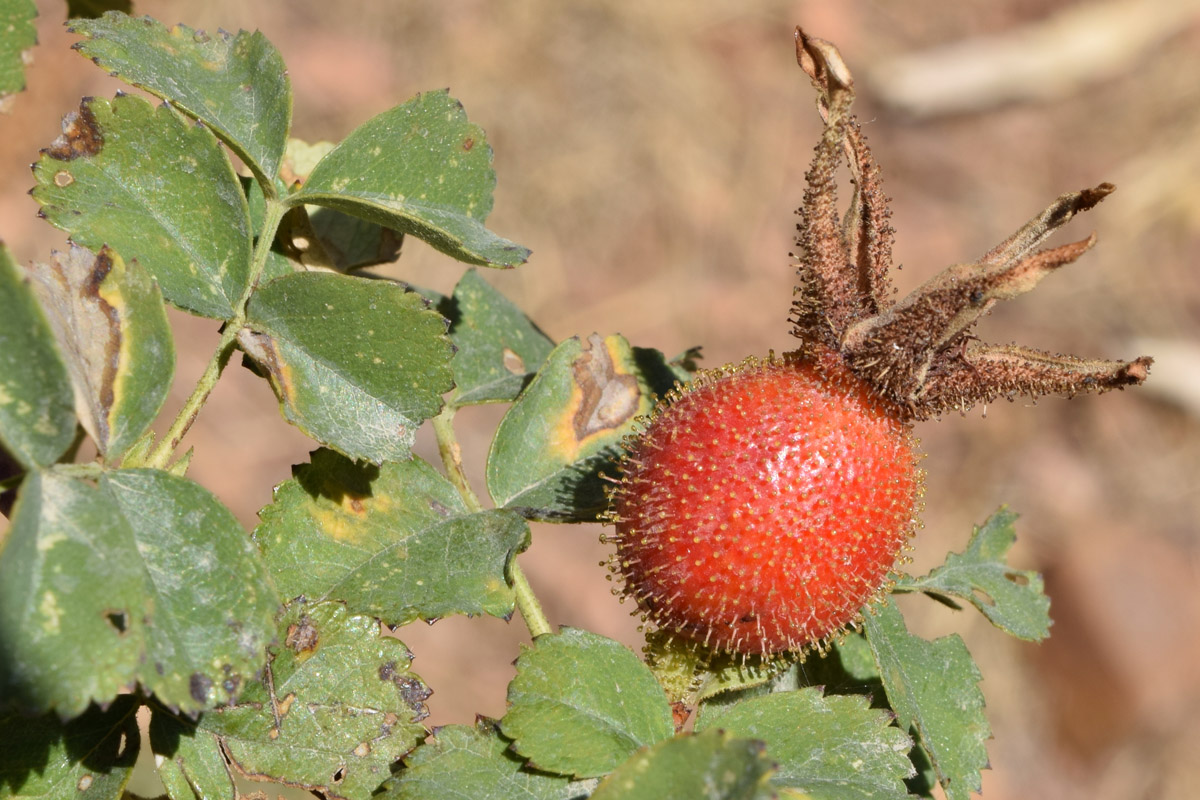 Image of Rosa fedtschenkoana specimen.