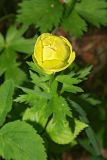 Trollius europaeus