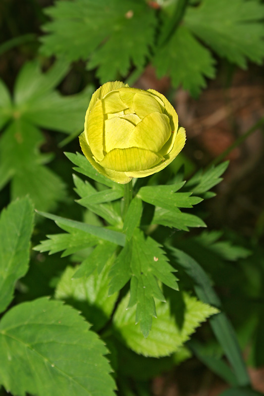 Image of Trollius europaeus specimen.