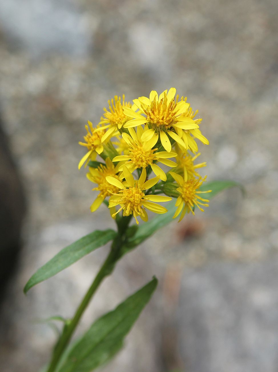 Изображение особи Solidago virgaurea.