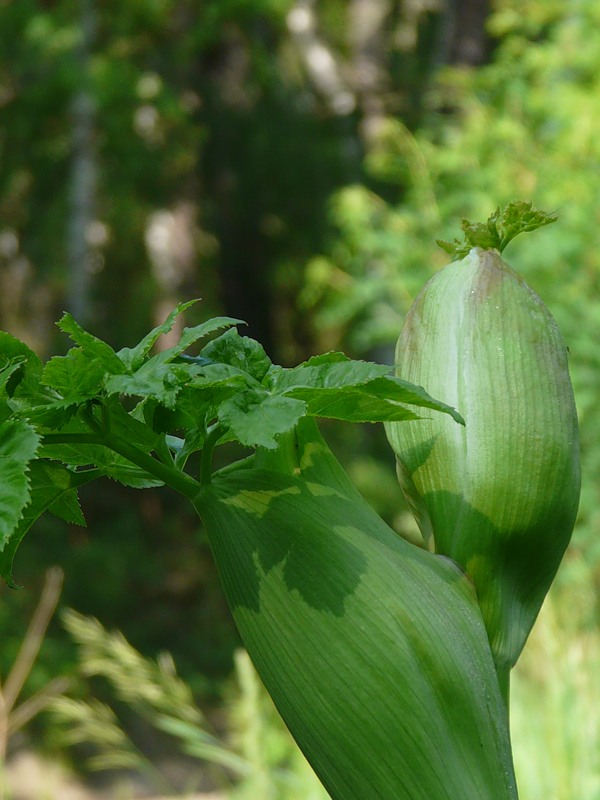 Image of Angelica sylvestris specimen.