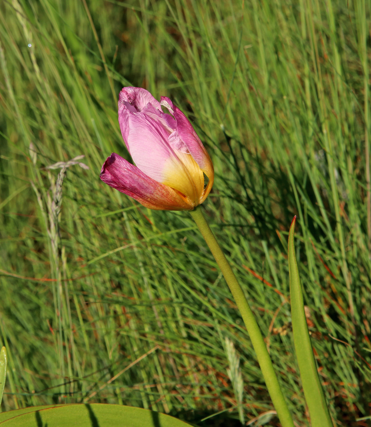 Image of Tulipa saxatilis specimen.