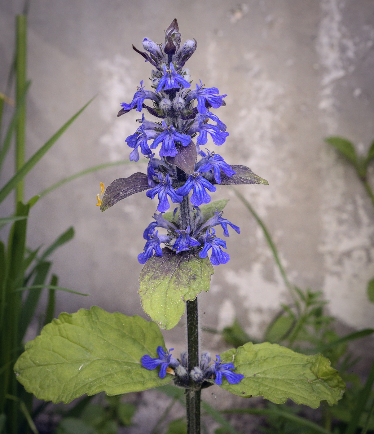 Image of Ajuga reptans specimen.