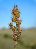 Sorghum bicolor