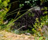 Muhlenbergia ciliata