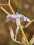 Convolvulus hamadae