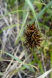 Carex macrocephala. Соплодие. Камчатский край, г. Петропавловск-Камчатский, Халактырский пляж, береговой вал. 17.08.2022.