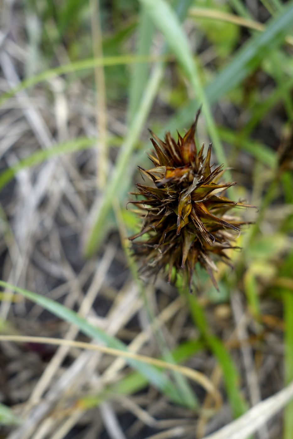 Image of Carex macrocephala specimen.