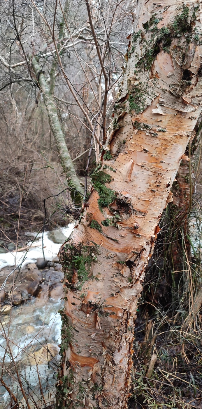 Image of Betula tianschanica specimen.