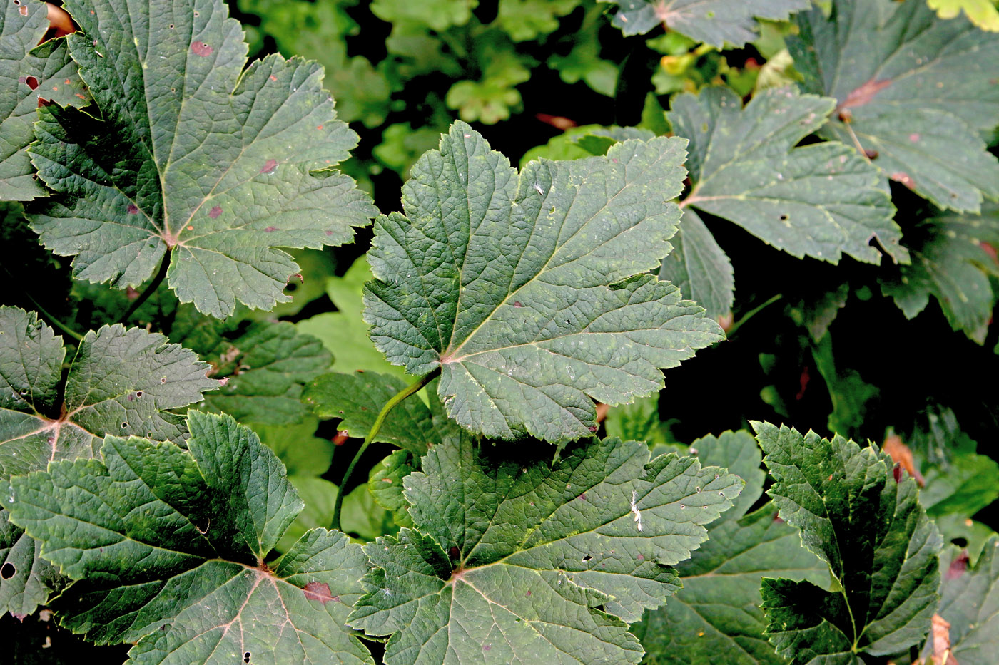 Image of Anemone scabiosa specimen.