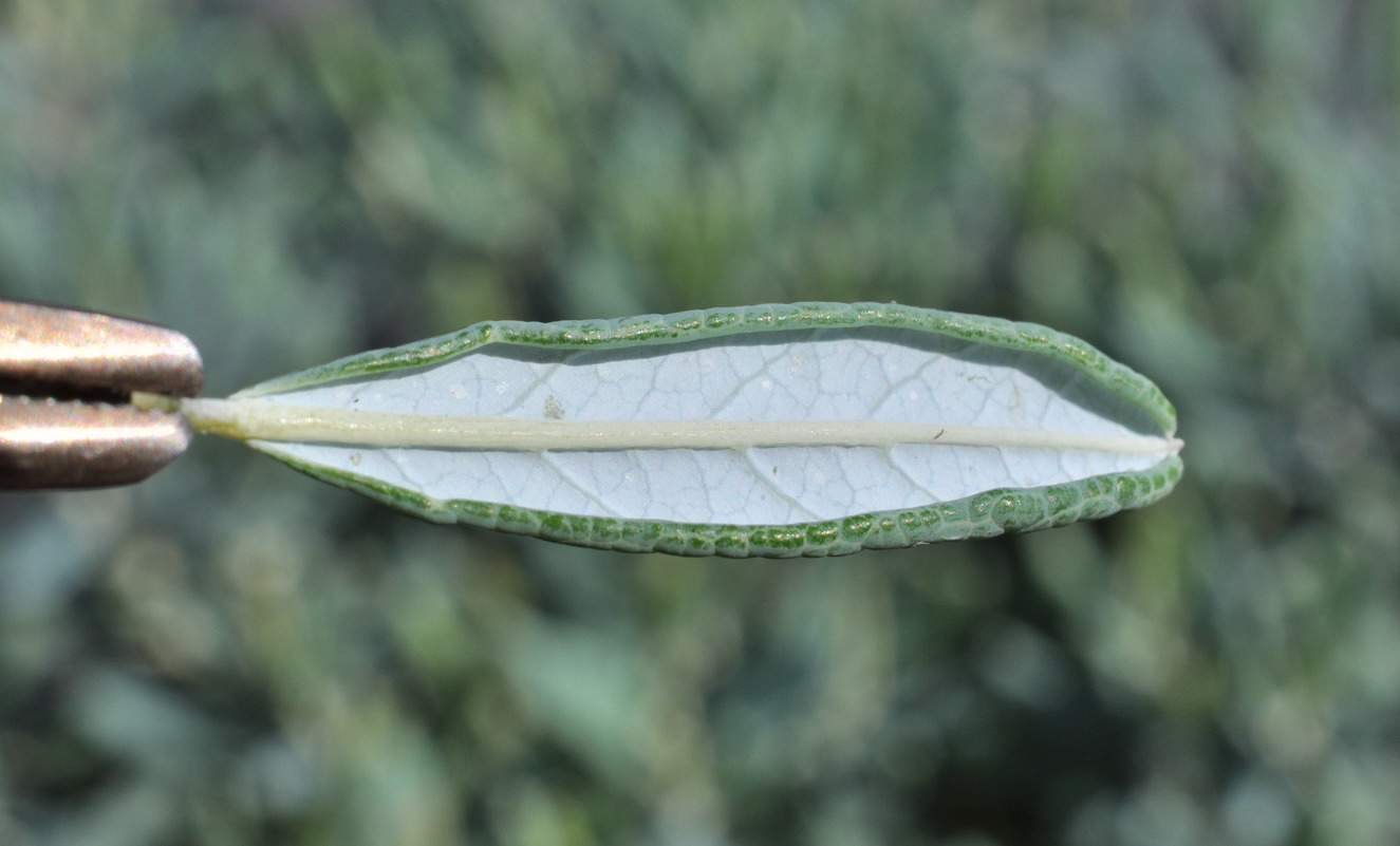 Image of Andromeda polifolia specimen.