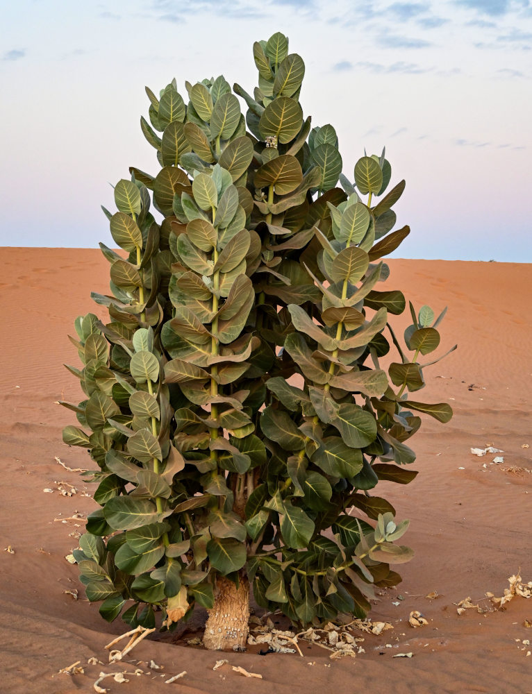 Image of Calotropis procera specimen.