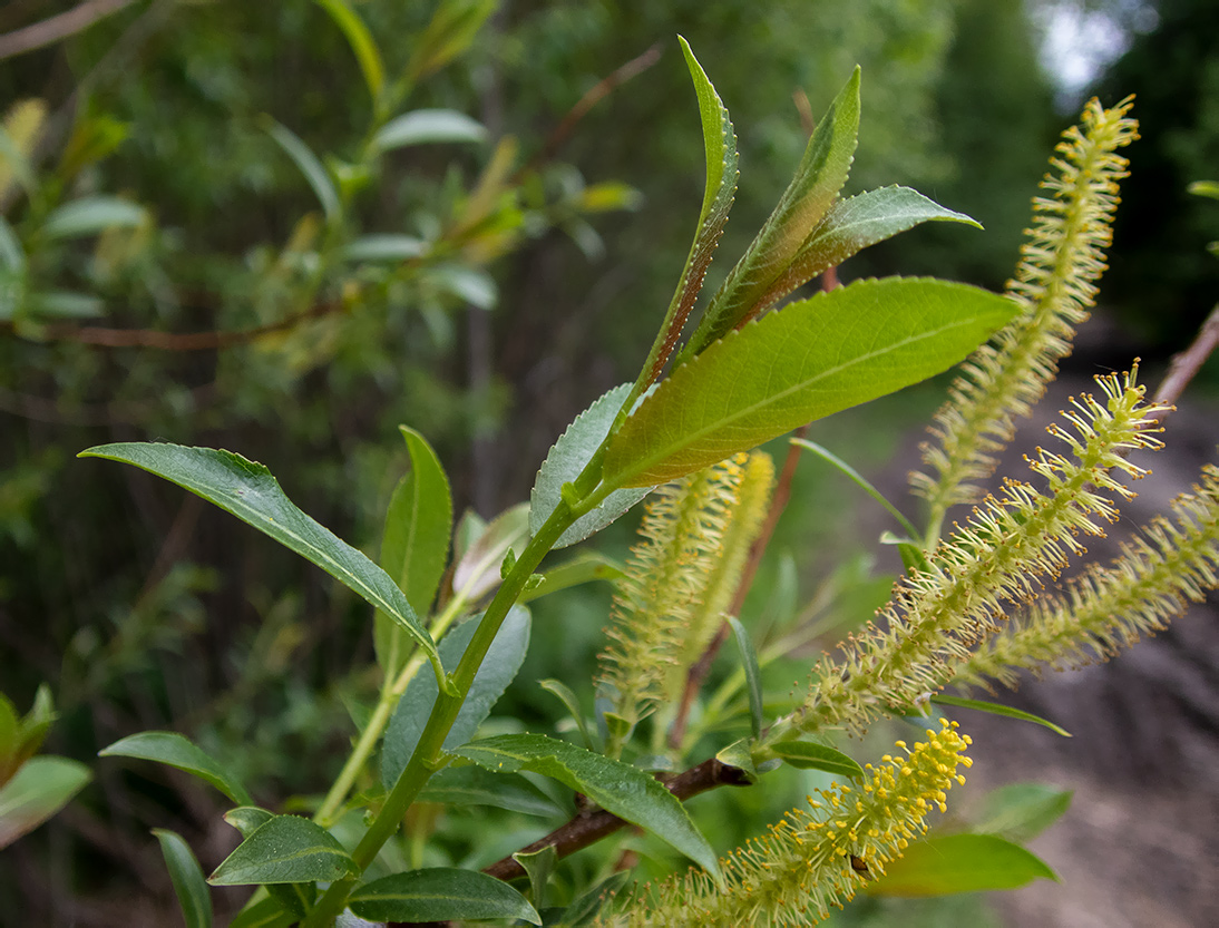 Image of Salix triandra specimen.