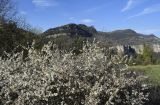 Prunus spinosa. Верхушки цветущих растений. Испания, автономное сообщество Каталония, провинция Барселона, комарка Осона, муниципалитет Рупит-и-Пруит, окр. водопада Сальт-де-Сальент, ≈802 м н.у.м., край известнякового плато. 24.03.2023.