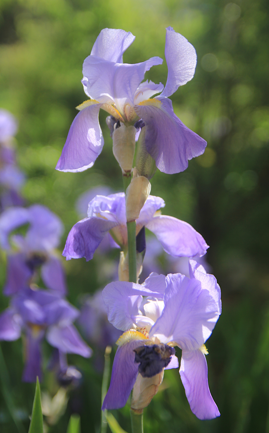 Image of Iris pallida specimen.