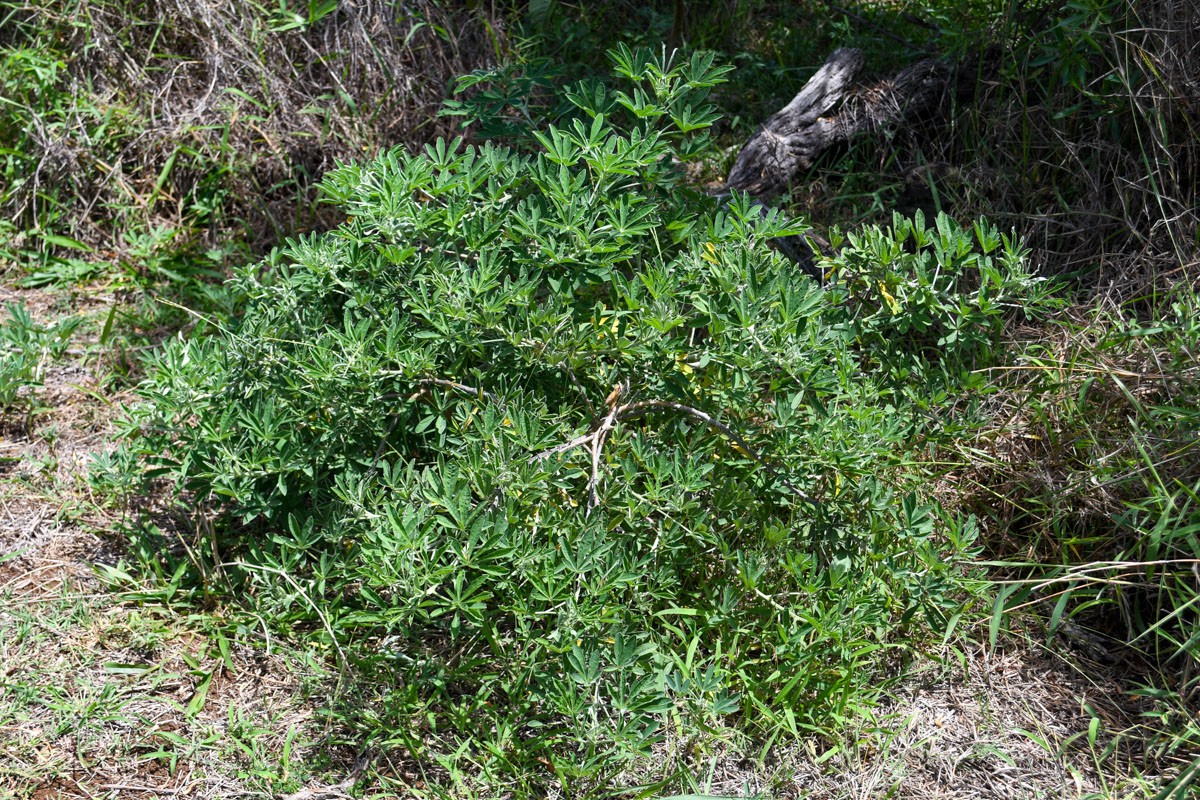 Image of Crotalaria grahamiana specimen.