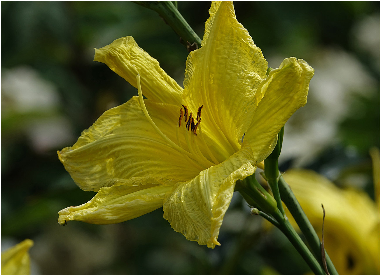 Image of Hemerocallis &times; hybrida specimen.