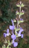 Salvia virgata