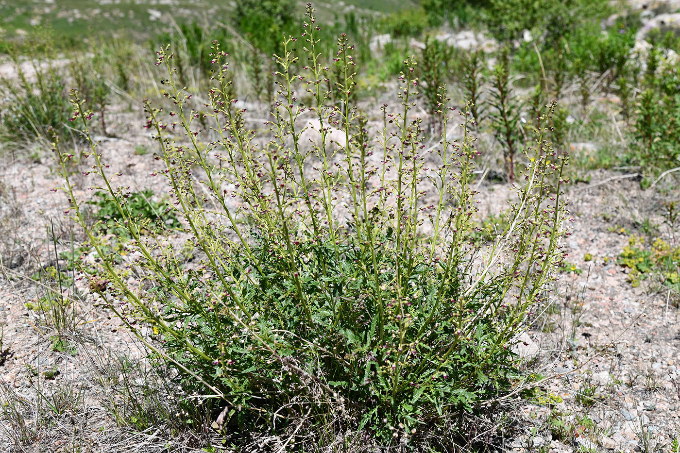 Image of Scrophularia kiriloviana specimen.