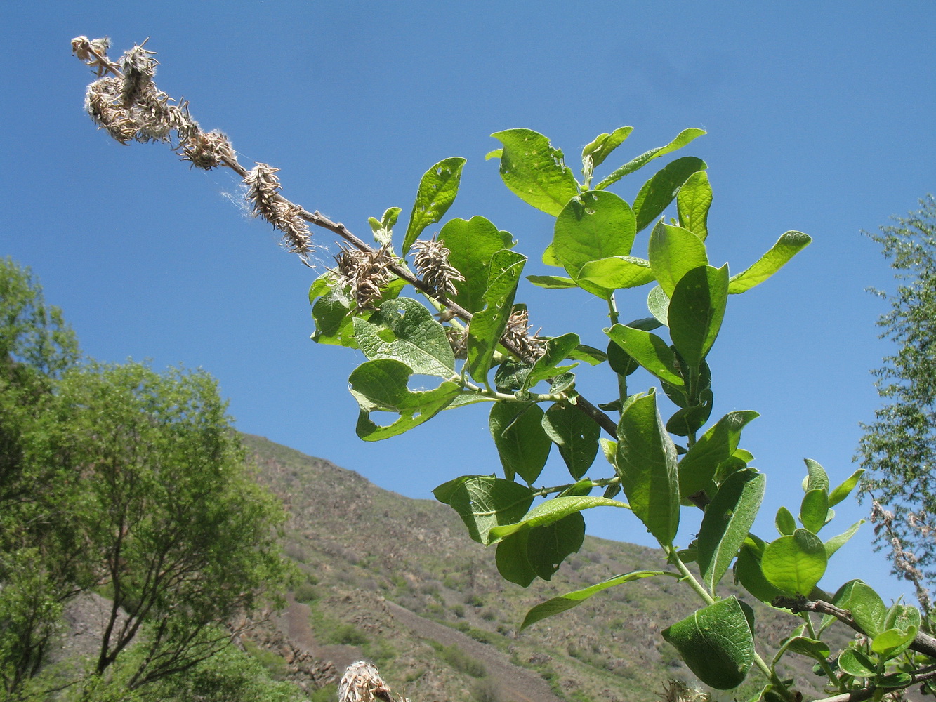 Image of Salix iliensis specimen.