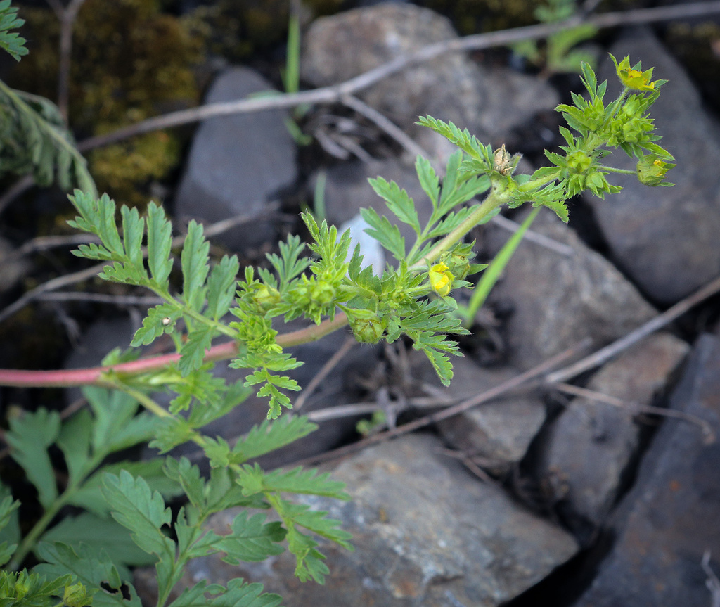 Изображение особи Potentilla supina ssp. paradoxa.