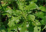 Sonchus oleraceus