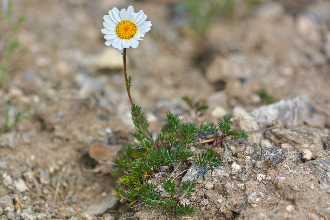 Image of Anthemis iberica specimen.