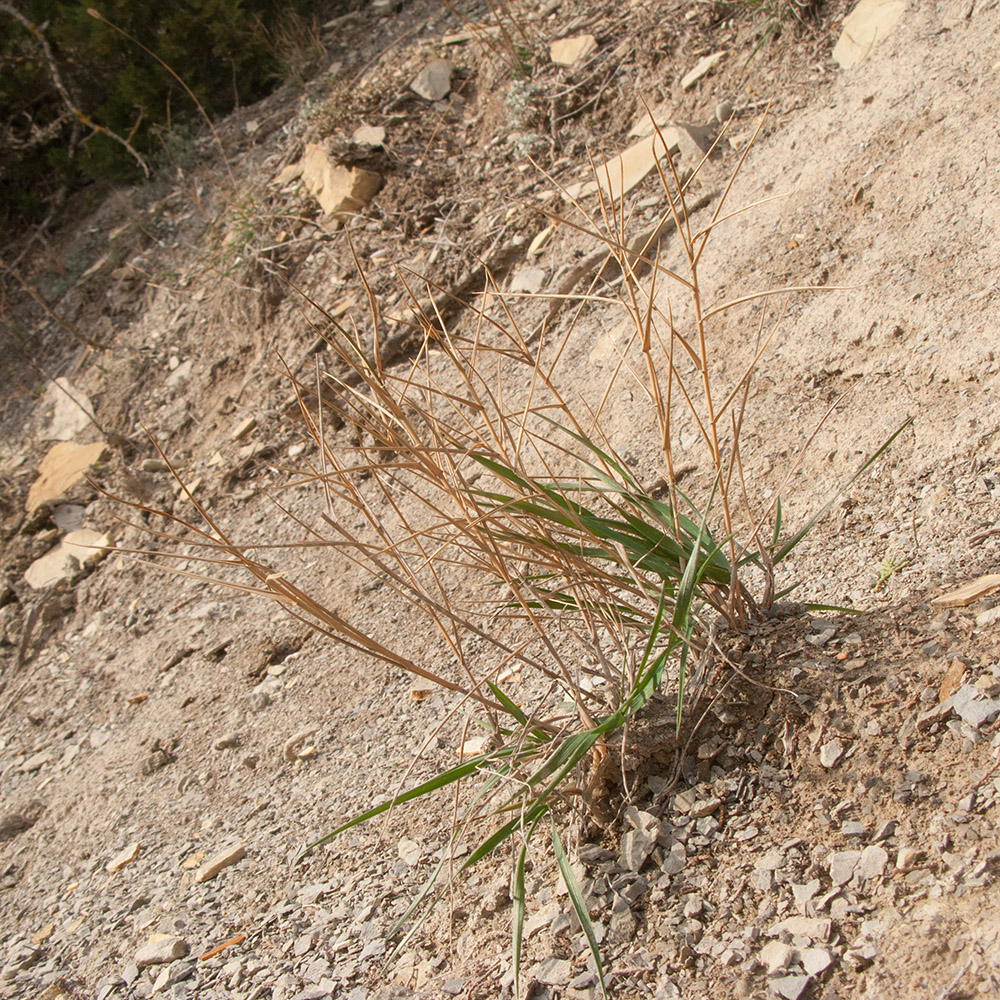 Image of Agropyron pinifolium specimen.