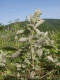 Rubus lloydianus