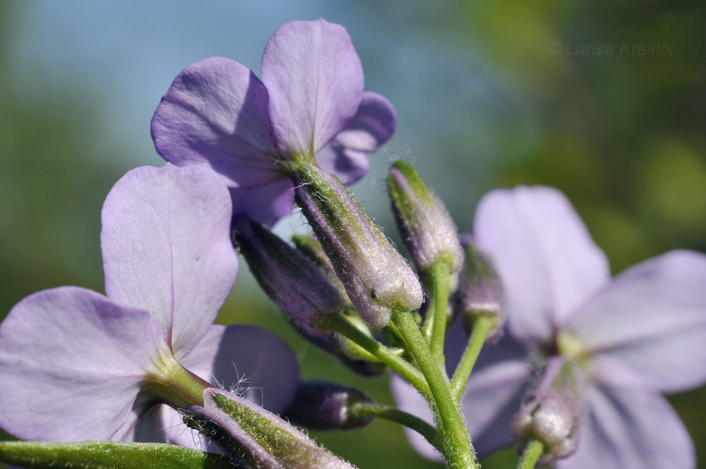 Image of genus Hesperis specimen.