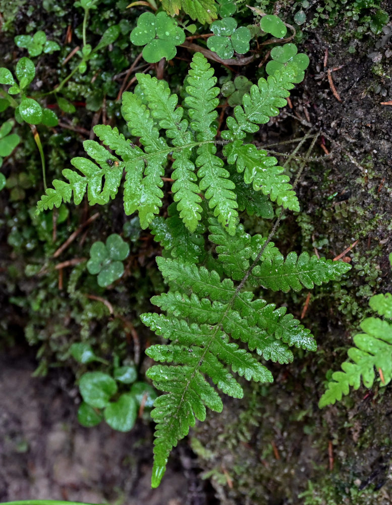 Image of Phegopteris connectilis specimen.