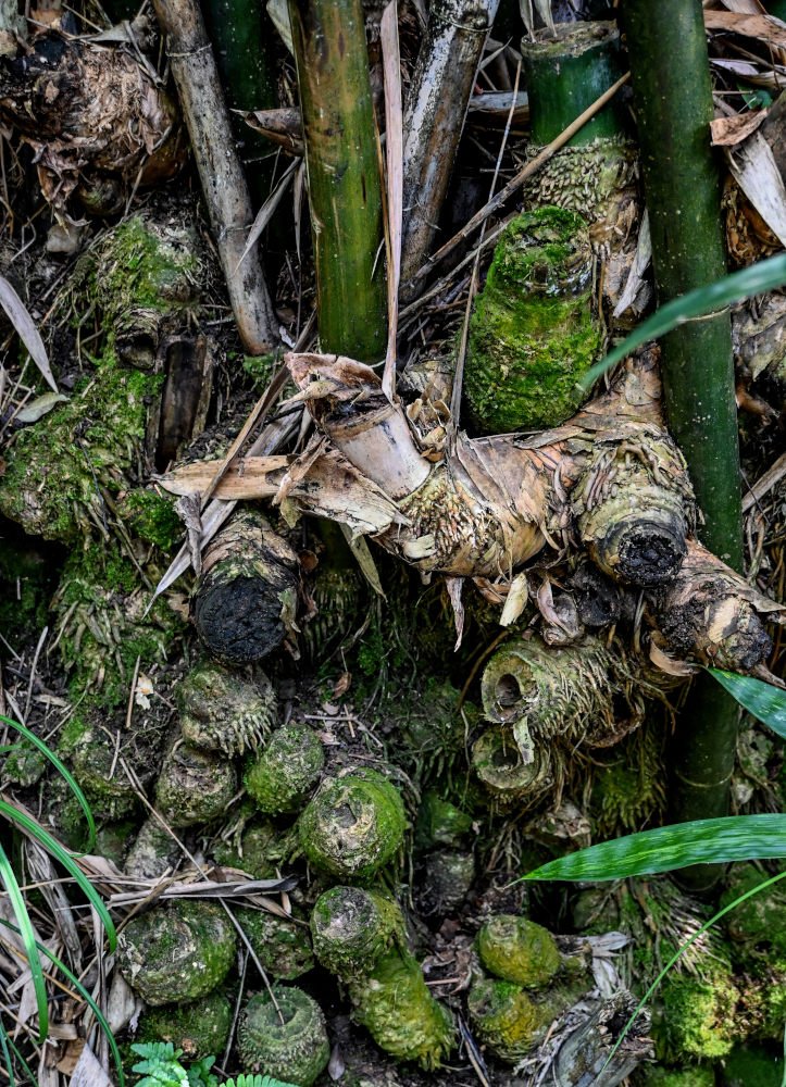 Image of Phyllostachys pubescens specimen.