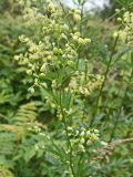 Thalictrum amurense