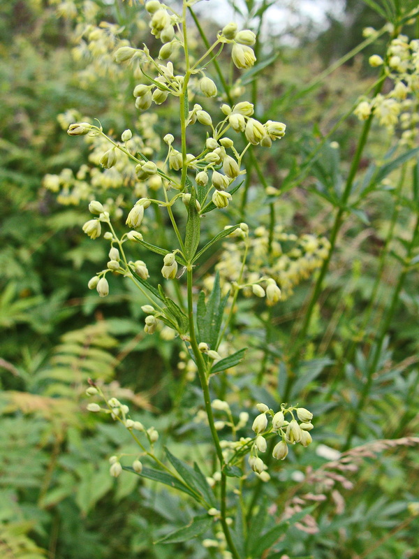 Изображение особи Thalictrum amurense.