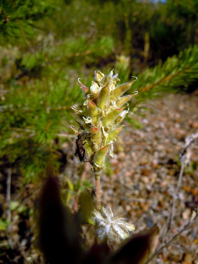 Изображение особи Oxytropis pilosa.