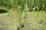 Sagittaria sagittifolia. Цветущее и плодоносящее растение. Тульская обл., Куркинский р-н, окр. степного ур. Горки, р. Дон, в воде у левого берега. 30 июля 2024 г.