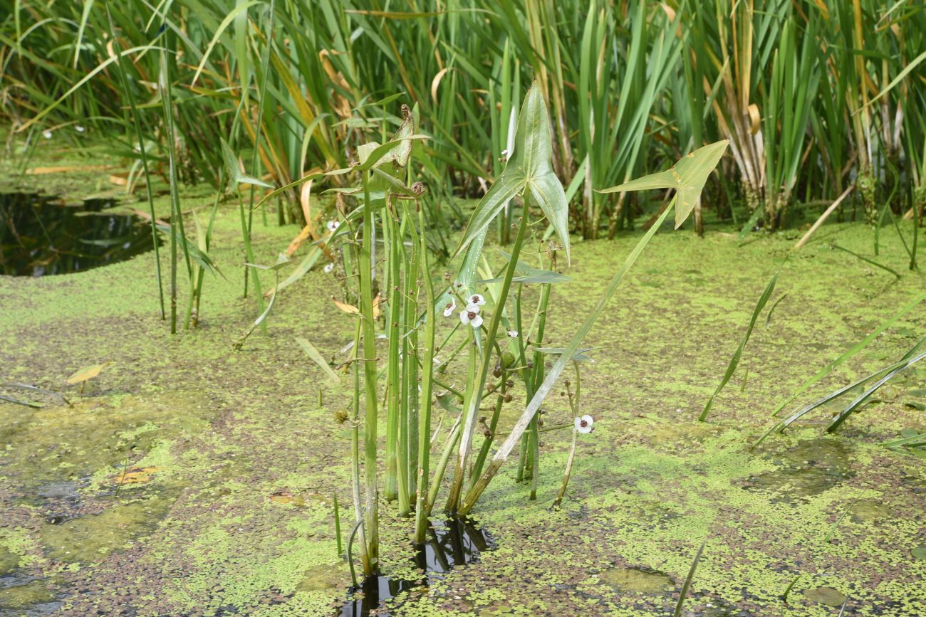 Image of Sagittaria sagittifolia specimen.