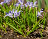 Chionodoxa luciliae. Цветущие растения. Пермь, Свердловский р-н, в озеленении двора. 20 апреля 2024 г.