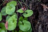 Maianthemum dilatatum. Верхушка плодоносящего растения. Сахалин, г. Южно-Сахалинск, горнолыжный комплекс \"Горный воздух\", смешанный лес. 25.08.2023.