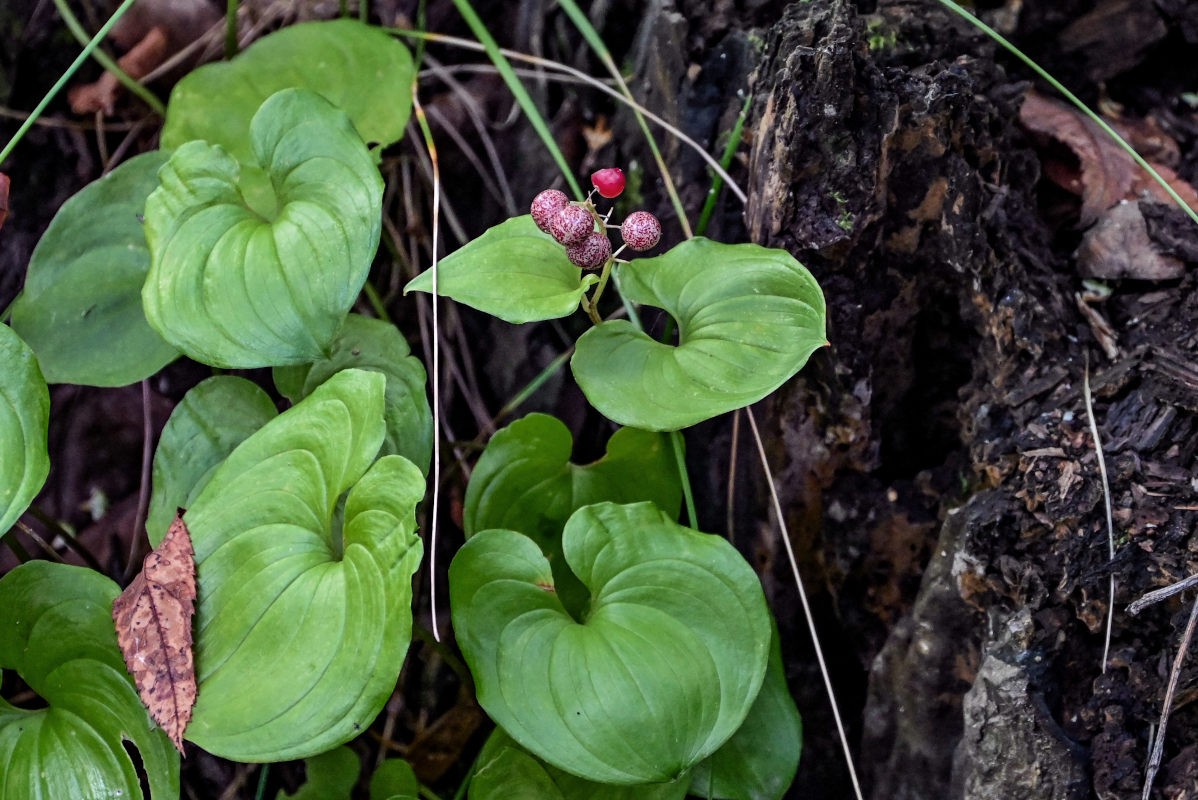 Image of Maianthemum dilatatum specimen.