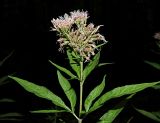 Eupatorium cannabinum. Верхушка цветущего растения. Ульяновская обл., окр. г. Димитровград, долина р. Мал. Ерыклы, переходящий в пойменный черноольховник старый смешанный лес, зарастающая просека. 23.07.2023.