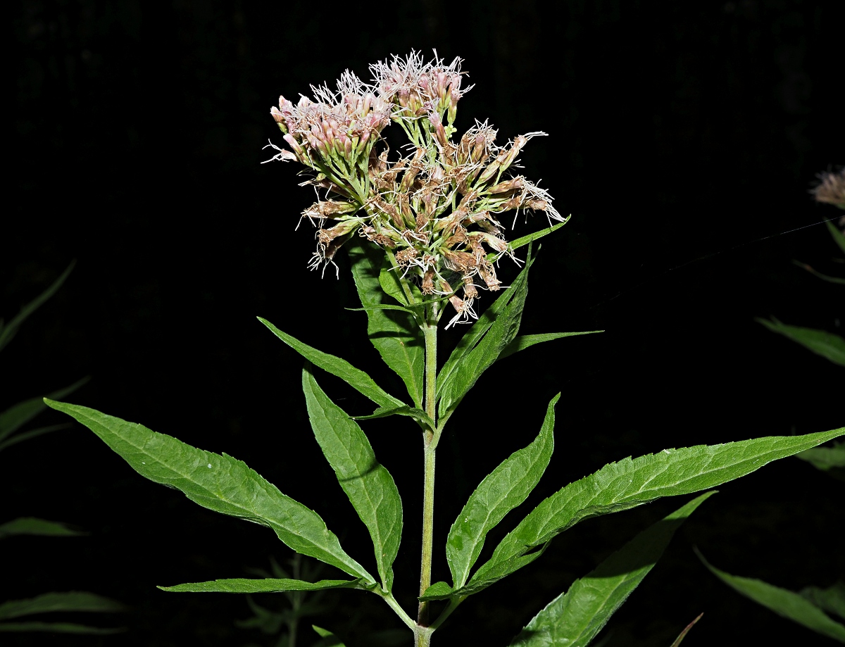 Изображение особи Eupatorium cannabinum.