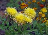 Chrysanthemum indicum. Соцветия и бутоны. Московская обл., Раменский р-н, окр. дер. Хрипань, садовый участок. 12.09.2024.