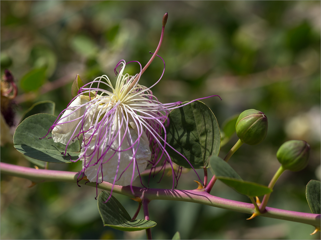 Image of Capparis herbacea specimen.