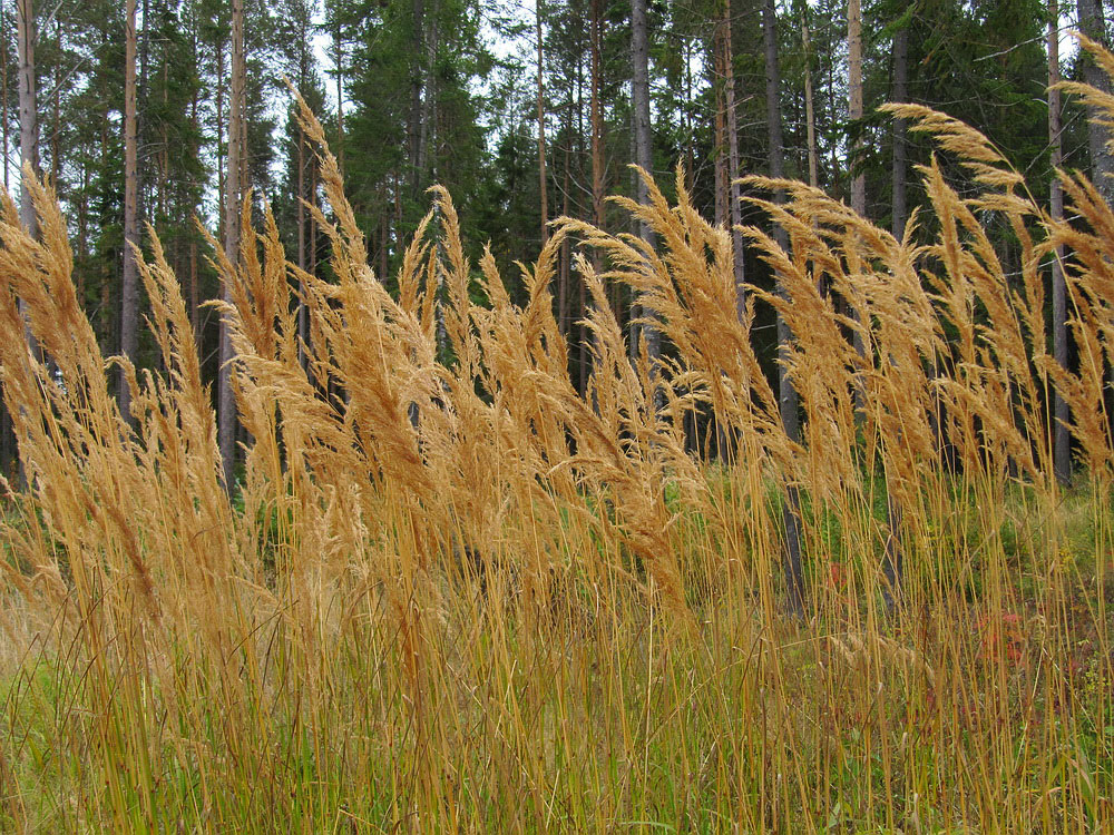 Image of Calamagrostis epigeios specimen.