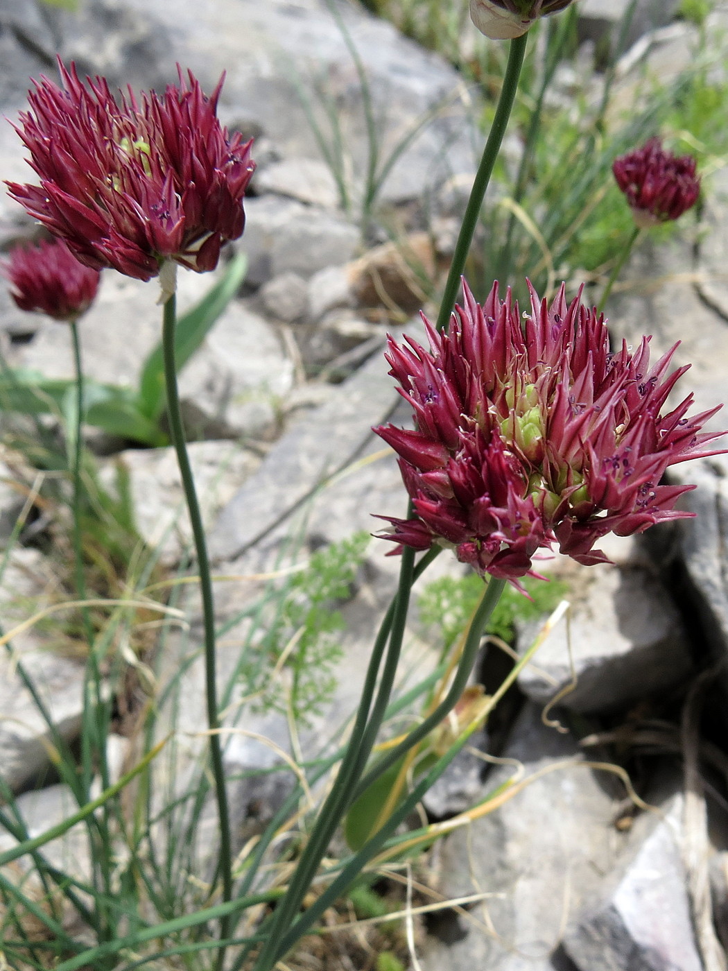 Image of Allium inconspicuum specimen.